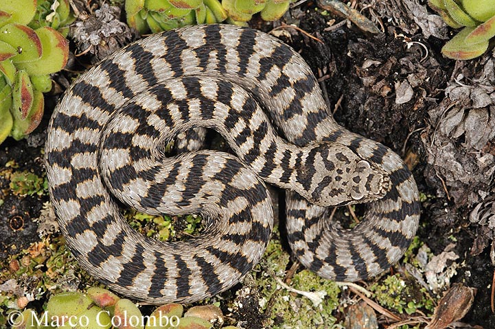 Vipera aspis francisciredi